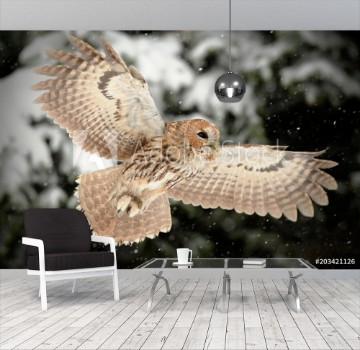 Picture of The tawny owl or brown owl Strix aluco is a stocky found in woodlands across This nocturnal bird of prey hunts mainly rodents usually by dropping from a perch to seize its prey Owl in snow Port